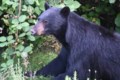 Bear claws senior in West Vancouver