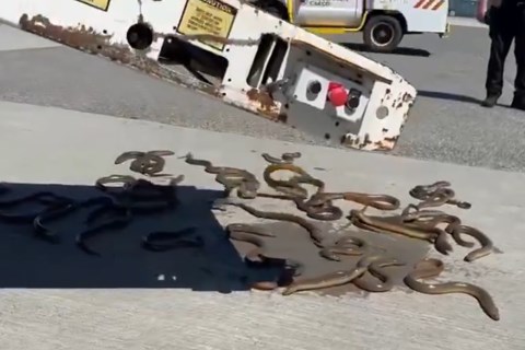 Video: Box of eels spills from plane at YVR airport