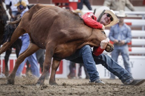 Steer, two horses euthanized at Calgary Stampede rodeo competition