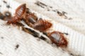 B.C. woman loses bed bug fight against landlord