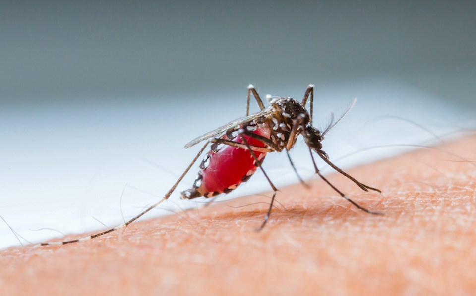 Metro Vancouver weather: Will hot temperatures cause a mosquito boom?