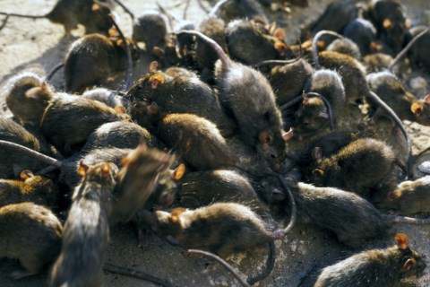Can Vancouver use birth control to combat rat infestations in the city?