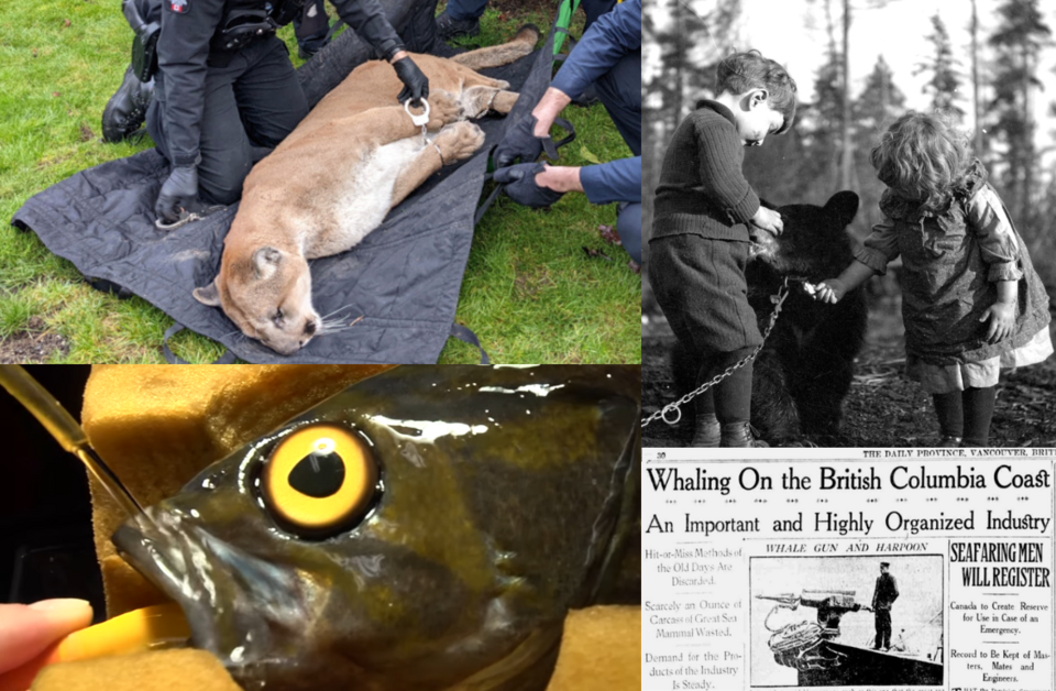 5 things you (probably) didn't know about animals in Vancouver