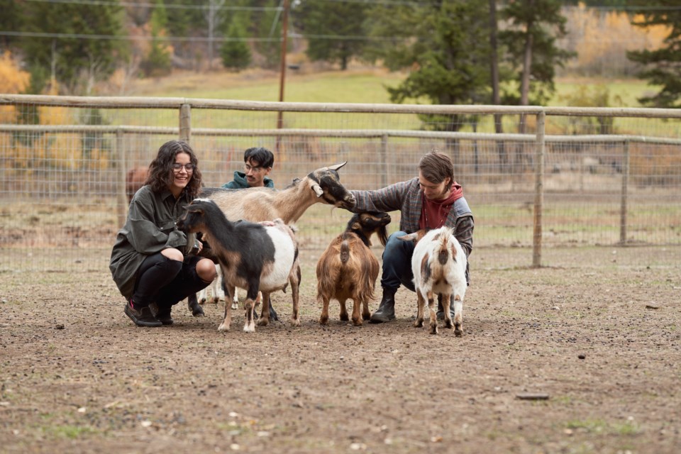 toto-penticton-gottagoatfarms